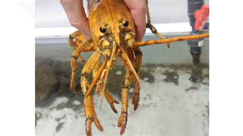 Rare Yellow Lobster