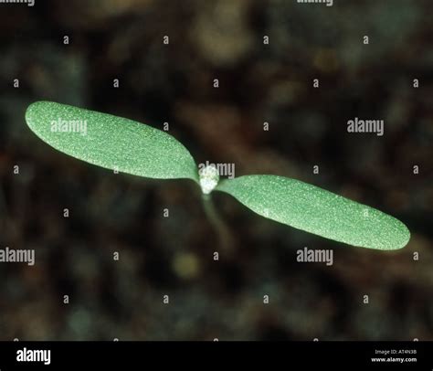 Fat hen chenopodium album seedling hi-res stock photography and images