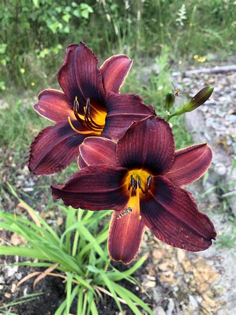 Daglelie – Hemerocallis spp – Voedselbos