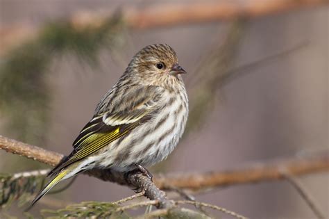 Pine Siskin photos and wallpapers. Collection of the Pine Siskin pictures