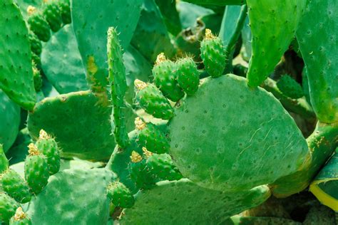 Green Prickly Pear Cactus Free Stock Photo Public Domain Pictures