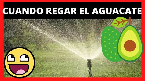 Todo Lo Que Debes Saber Sobre Por Qu El Rbol De Aguacate Necesita