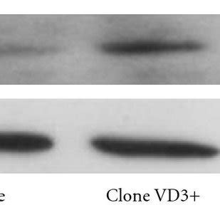 Induction of CYP3A4 activity and protein expression by 1α,25-(OH)2-D3 ...