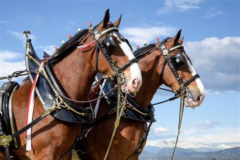 Super Bowl 2024 Clydesdale Commercial - Lorri Malvina