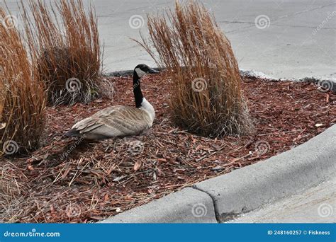 A Canadian Goose Nesting in a Parking Lot Stock Image - Image of