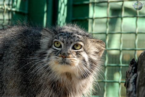 Manul | Fotos y descripciones de los animales | el portal de ...