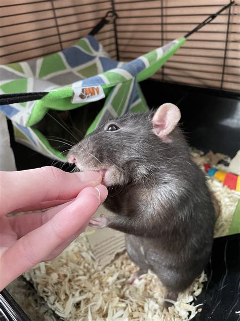 I have caught the very elusive rat lick on camera! | Scrolller