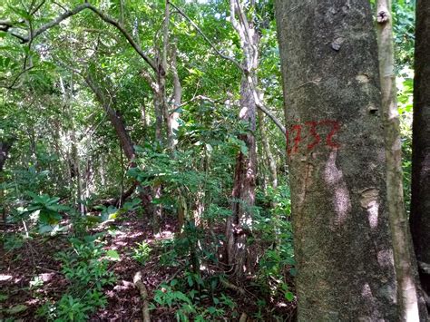 Developing a sustainable wood products industry in rural Costa Rica