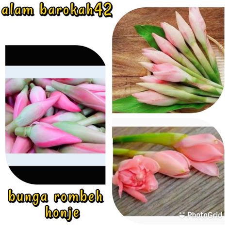 Jual BUNGA Rombeh Comrang Kecombrang Honje Segar 1000 Gram 1 Kg