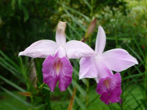 Cáctus y plantas de María Plantas que vi en Costa Rica