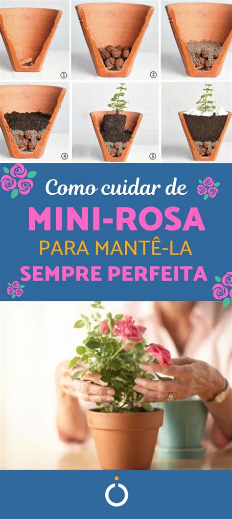 Como Cuidar De Mini Rosas Dicas Vitais Para A Beleza Delas Como