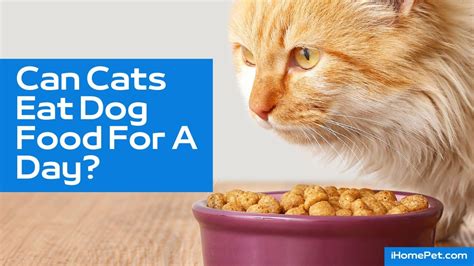 Can Cats Eat Dog Food For A Day The Answer Will Shock You Ihomepet