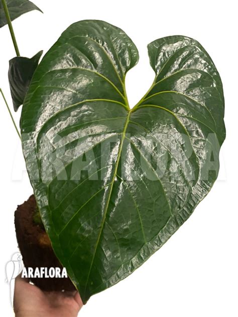 Araflora Exotic Flora And More Anthurium Decipiens