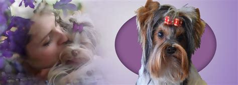 Biewer Yorkshire Terrier Elevage Du Chant Des Grillons Occitanie