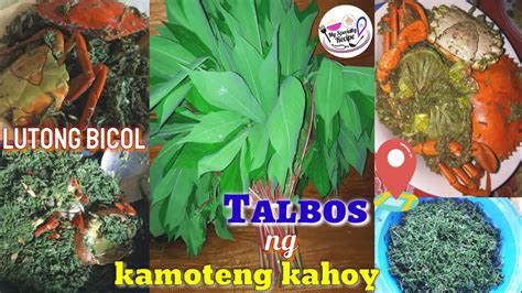 How To Cook Ginataang Talbos Ng Kamoteng Kahoy Recipe Bicol Specialty