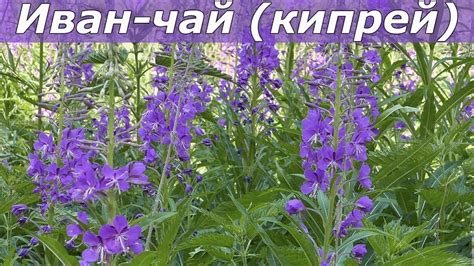 Иван чай как выглядит фото когда собирать