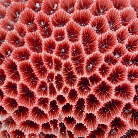 Descargar Textura Coral Imagen De Stock Coral Art Patterns In