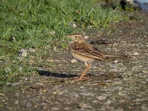 Richards Pipit By Terry Laws Birdguides