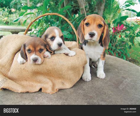 Beagle Puppies Image & Photo (Free Trial) | Bigstock