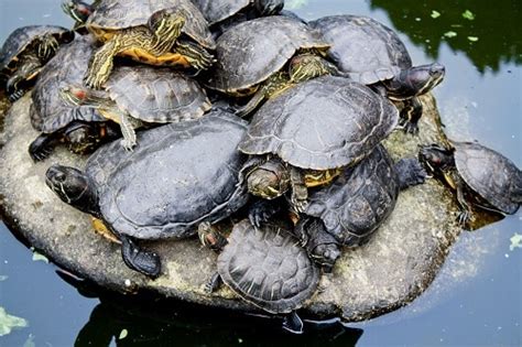 How Long Do Red Eared Sliders Brumate The Turtle Hub