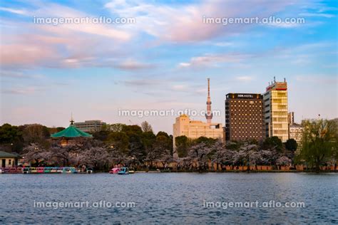 東京都台東区 春の上野公園 不忍池の夕暮れの写真素材 204605561 イメージマート