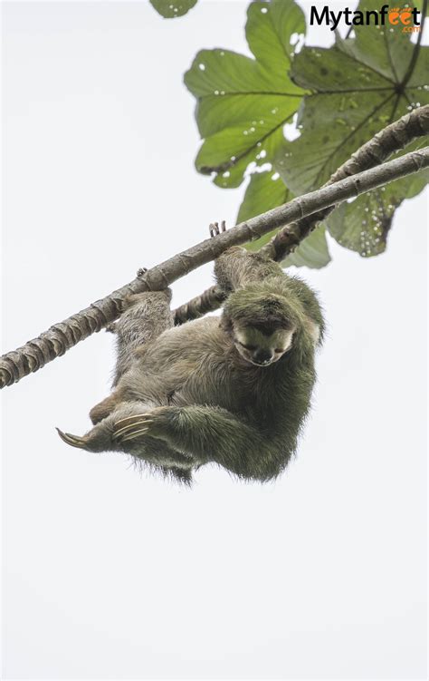 Where to see sloths in costa rica – Artofit
