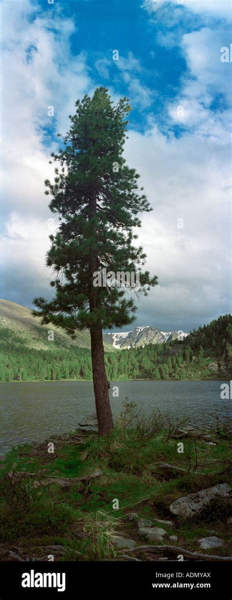 Siberian Pine Tree Pinus Sibirica Pinaceae Karakol Lake The Iolgo