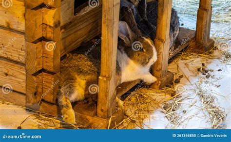 Two Rabbits are Sleeping, Resting by Their Little House Stock Photo ...