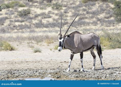 Gemsbok Oryx Gazella In The Kgalagadi Transfrontier National Park