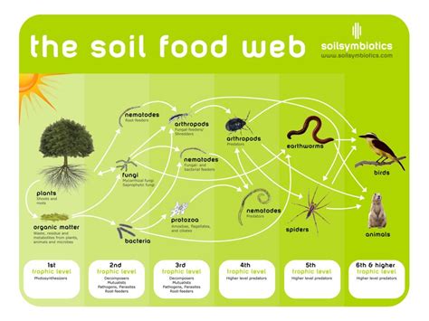 Living Soil Some Great Evidence Bay Branch Farm