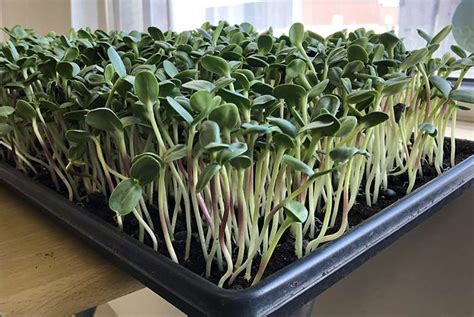 How To Grow Healthy And Hearty Microgreens Indoors