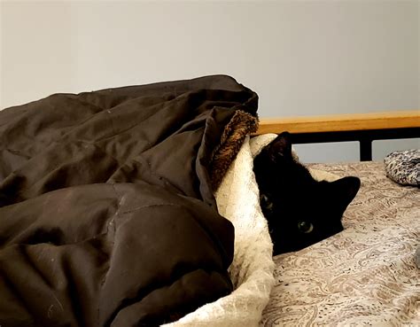 My Toothless keeping warm : r/CatsNamedToothless