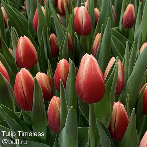 Tulip Timeless авторское фото BUFL RU Тюльпаны Красивые цветы Цветы