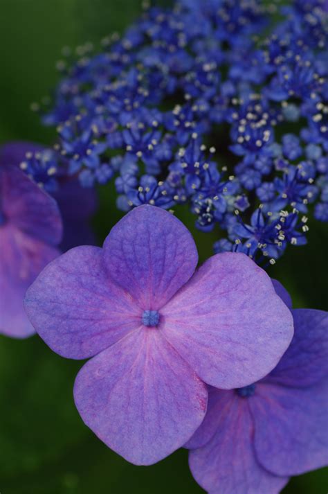 Buy brunnera macrophylla jack frost siberian bugloss in the uk – Artofit