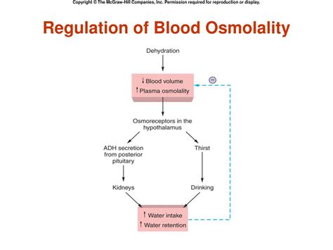 Ppt Chapter Interaction Between Cells Extra Cellular Environment