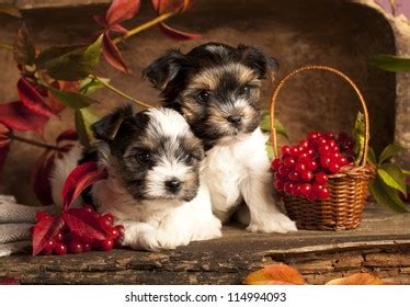 Biewer Terrier Puppies Stock Photo 114994093 | Shutterstock