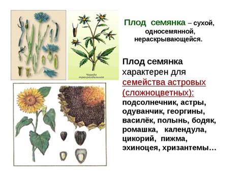 Морфология растений - презентация онлайн