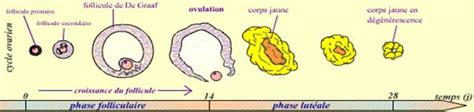 Les Cycles Sexuels Féminin Cycle Ovarien Cours