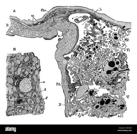 Estructura De La Placenta Fotografía De Stock Alamy