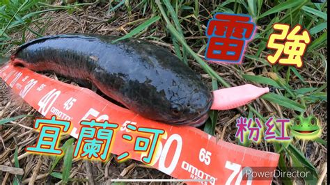 宜蘭兇猛的地方媽媽 Taiwan🇹🇼snakeheadheavycovergame雷強雷鱼泰国鳢呆呆生鱼haruangabus