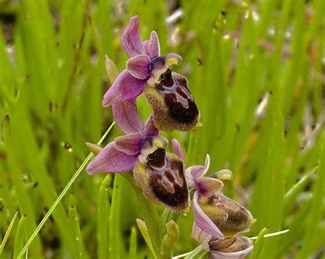 Ophrys Passionis X Ophrys Tenthredinifera 34256 Biodiversidad