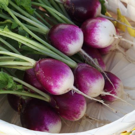 Nos Graines Potag Res De Radis Rond Violet Diana La Bonne Graine