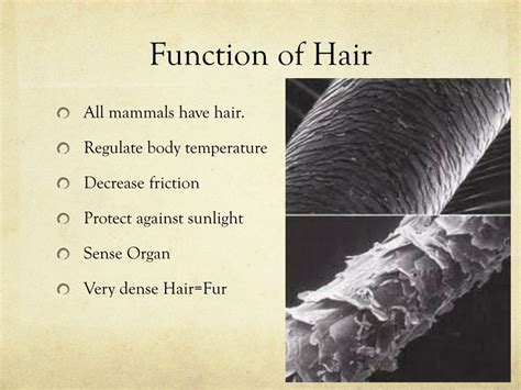 Ppt Chapter The Study Of Hair Powerpoint Presentation Free