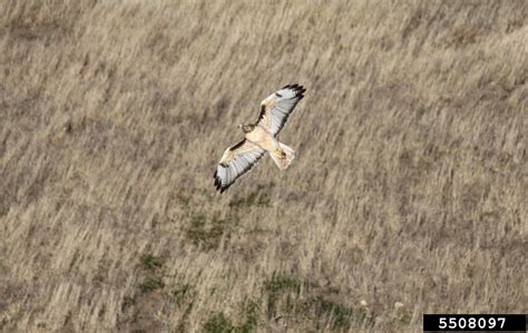 Red Tailed Hawk Buteo Jamaicensis J F Gmelin 1788