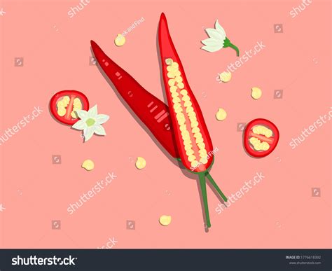 Top View Red Hot Chilli Pepper Stock Vector Royalty Free 1776618392 Shutterstock