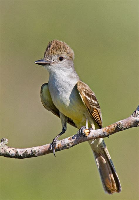 Brown-crested Flycatcher (Myiarchus tyrannulus)