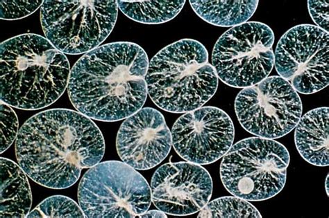 Protozoan | microorganism | Britannica.com