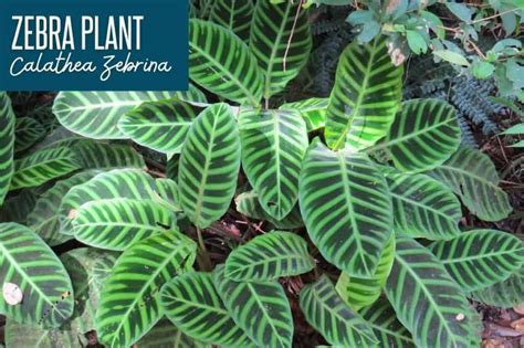 11 Gorgeous Calathea Varieties With Pictures Growfully