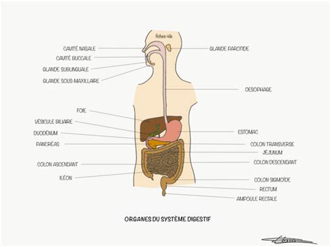 Organes Du Syst Me Digestif Fiches Ide