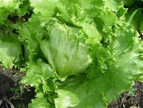 Основные виды салатов: описание и фото